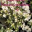 Rhododendron japonicum 'Encore ® Star Lite'