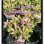 Rhododendron japonicum 'Encore ® Sweet Heart'