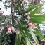 Camellia rosthorniana Cupido® 
