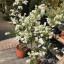 Exochorda racemosa 'The Bride'