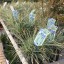 Carex oshimensis 'Everest' ®