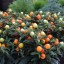 Solanum 'Thurino'