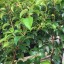 Prunus Lusitanica 'Tico'