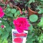 Rosa REINE MARGUERITE D'ITALIEIbridi di tè e grandi fiori