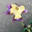 Iris x germanica in varieta'