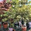 Acer palmatum 'Mystic Jewel'