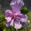 Hibiscus syriacus 'Violet' doppio
