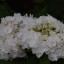 Hydrangea macrophylla 'Coco' ®