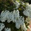 Hydrangea quercifolia 'Snow Flake' ®