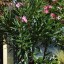 Nerium oleander in varieta'