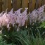 Astilbe 'Visions in Pink'