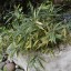 Bambusa variegatus