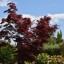 Acer palmatum 'FG1' FIRE GLOW