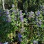 Caryopteris x clandonensis 'Grand Bleu'® (C.xc. 'Inoveris'PB