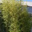 Bambusa 'Aurea' (Phyllostachys aurea)