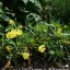 Oenothera missouriensis yellow