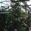 Camellia japonica 'Debuttante'