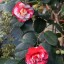 Camellia japonica 'General Coletti'