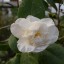 Camellia japonica 'Paolina Maggi'