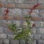 Salvia elegans 'Rutilans'