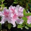 Rhododendron japonicum 'Encore ® Twist'