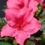 Rhododendron japonicum 'Encore ® Carnival'
