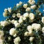 Rosa Meilland 'White Eden Rose ®' (Palais Royal ® Meiviowit)