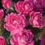 Rosa Meilland 'Double Pink Knock Out ®' (Radtkopink) 