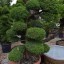 Juniperus chinensis a bonsai