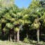Trachycarpus Fortunei (Chamaerops Excelsa)